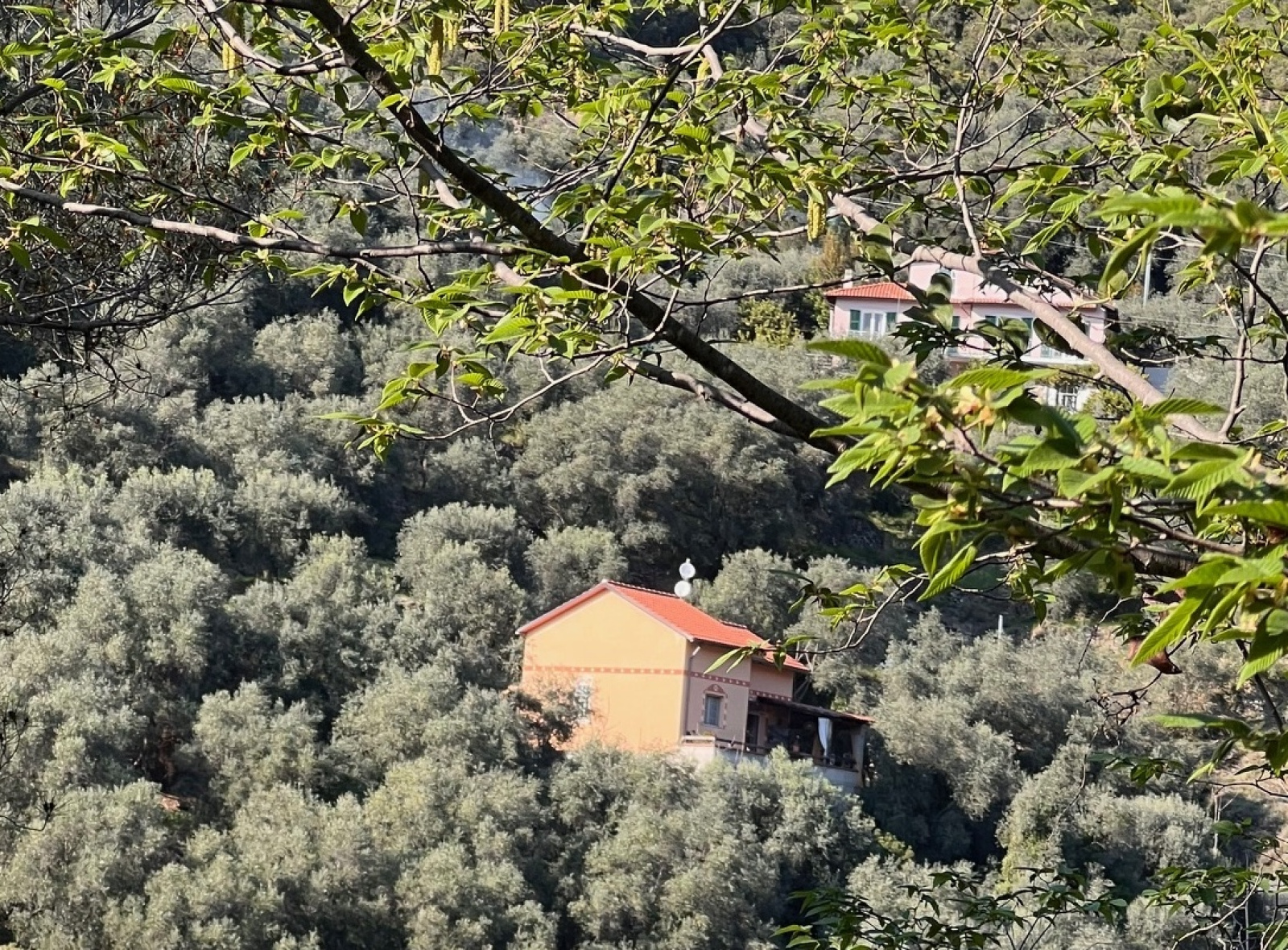 Image_, Villa, Ventimiglia, ref :706